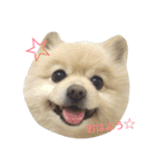 ポメラニアンのポコリン（個別スタンプ：10）