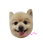 ポメラニアンのポコリン（個別スタンプ：12）