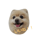 ポメラニアンのポコリン（個別スタンプ：13）