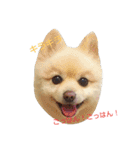 ポメラニアンのポコリン（個別スタンプ：14）