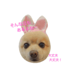 ポメラニアンのポコリン（個別スタンプ：20）