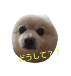 ポメラニアンのポコリン（個別スタンプ：23）