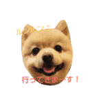 ポメラニアンのポコリン（個別スタンプ：24）