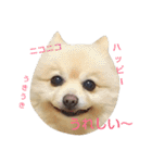 ポメラニアンのポコリン（個別スタンプ：25）