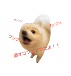 ポメラニアンのポコリン（個別スタンプ：28）