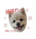 ポメラニアンのポコリン（個別スタンプ：31）