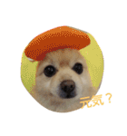 ポメラニアンのポコリン（個別スタンプ：33）