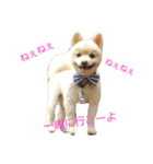 ポメラニアンのポコリン（個別スタンプ：34）
