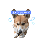 ニック先輩！（個別スタンプ：1）