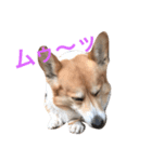 ニック先輩！（個別スタンプ：3）