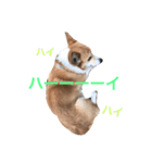 ニック先輩！（個別スタンプ：5）