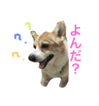 ten chan ⁂（個別スタンプ：1）