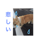 ten chan ⁂（個別スタンプ：3）