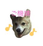 ten chan ⁂（個別スタンプ：5）