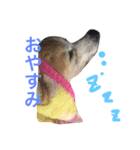 ten chan ⁂（個別スタンプ：8）