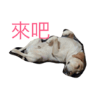 kuloWawa（個別スタンプ：11）