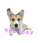 MO-MO_2（個別スタンプ：1）