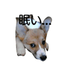 MO-MO_2（個別スタンプ：3）