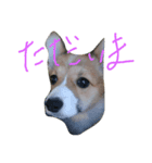 MO-MO_2（個別スタンプ：5）