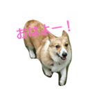 MO-MO_1（個別スタンプ：1）