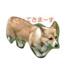 MO-MO_1（個別スタンプ：2）