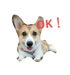 MO-MO_1（個別スタンプ：3）