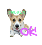 MO-MO_1（個別スタンプ：5）