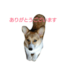 MO-MO_1（個別スタンプ：6）