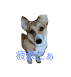 MO-MO_1（個別スタンプ：7）
