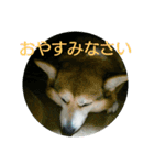 まりん_1（個別スタンプ：5）