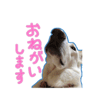 犬！ホワイトシェパード（個別スタンプ：4）