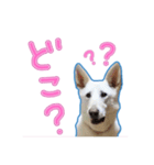 犬！ホワイトシェパード（個別スタンプ：11）