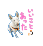 犬！ホワイトシェパード（個別スタンプ：18）