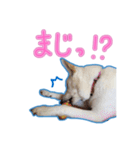 犬！ホワイトシェパード（個別スタンプ：24）