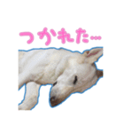 犬！ホワイトシェパード（個別スタンプ：25）