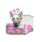 犬！ホワイトシェパード（個別スタンプ：28）