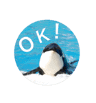 動物お顔スタンプ（個別スタンプ：1）
