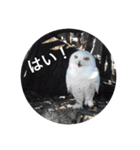 動物お顔スタンプ（個別スタンプ：2）