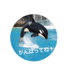 動物お顔スタンプ（個別スタンプ：5）