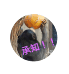 動物お顔スタンプ（個別スタンプ：6）