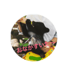 動物お顔スタンプ（個別スタンプ：8）