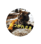 動物お顔スタンプ（個別スタンプ：12）