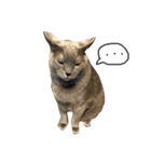 うちの実家のねこ（個別スタンプ：1）