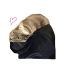 うちの実家のねこ（個別スタンプ：3）