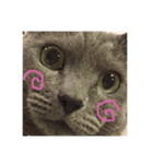 うちの実家のねこ（個別スタンプ：7）