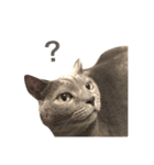 うちの実家のねこ（個別スタンプ：8）