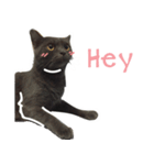 TaoTao Cat（個別スタンプ：1）