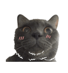 TaoTao Cat（個別スタンプ：2）