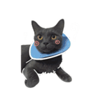TaoTao Cat（個別スタンプ：3）