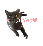 TaoTao Cat（個別スタンプ：5）